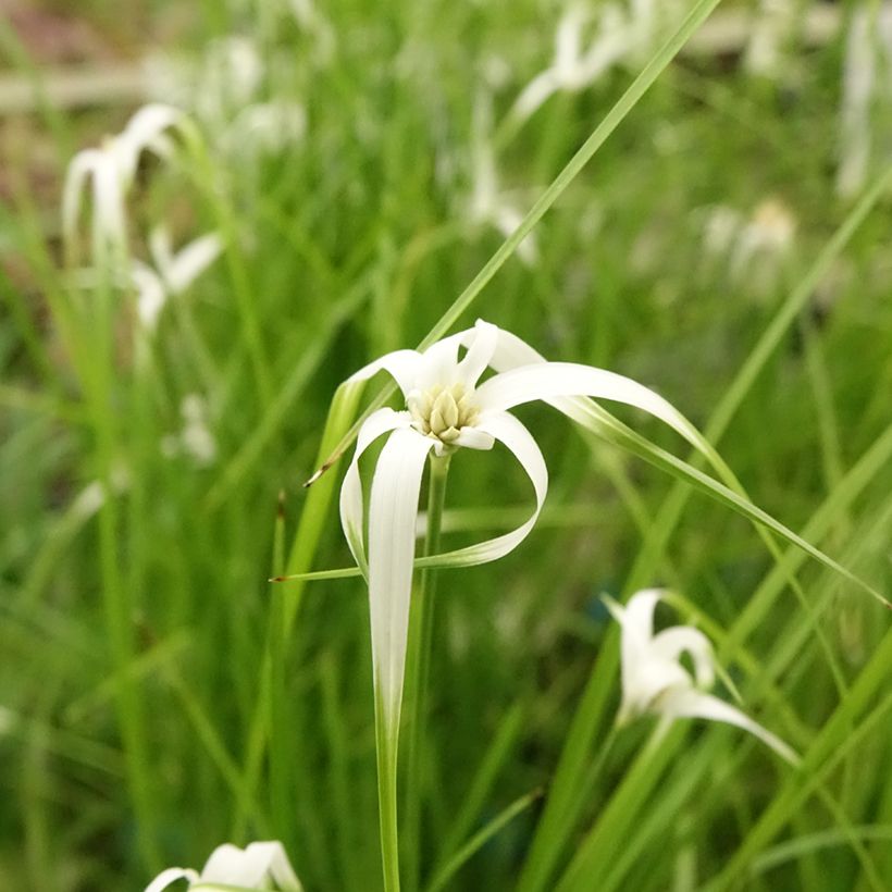 Rhynchospora colorata (Fioritura)