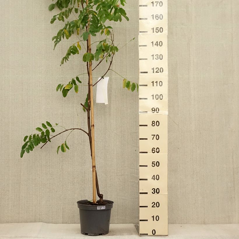Esemplare di Robinia margaretta Georgia da Torino - Robinia rosa Vaso da 7,5L/10L come consegnato in autunno