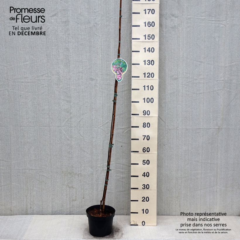 Esemplare di Robinia pseudoacacia Casque Rouge - Robinia a fiore rosse Vaso da 4L/5L come consegnato in autunno