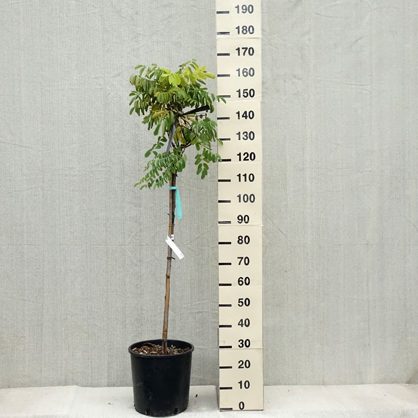 Esemplare di Robinia pseudoacacia Frisia - Robinia dorato Vaso da 12L/15L come consegnato in autunno