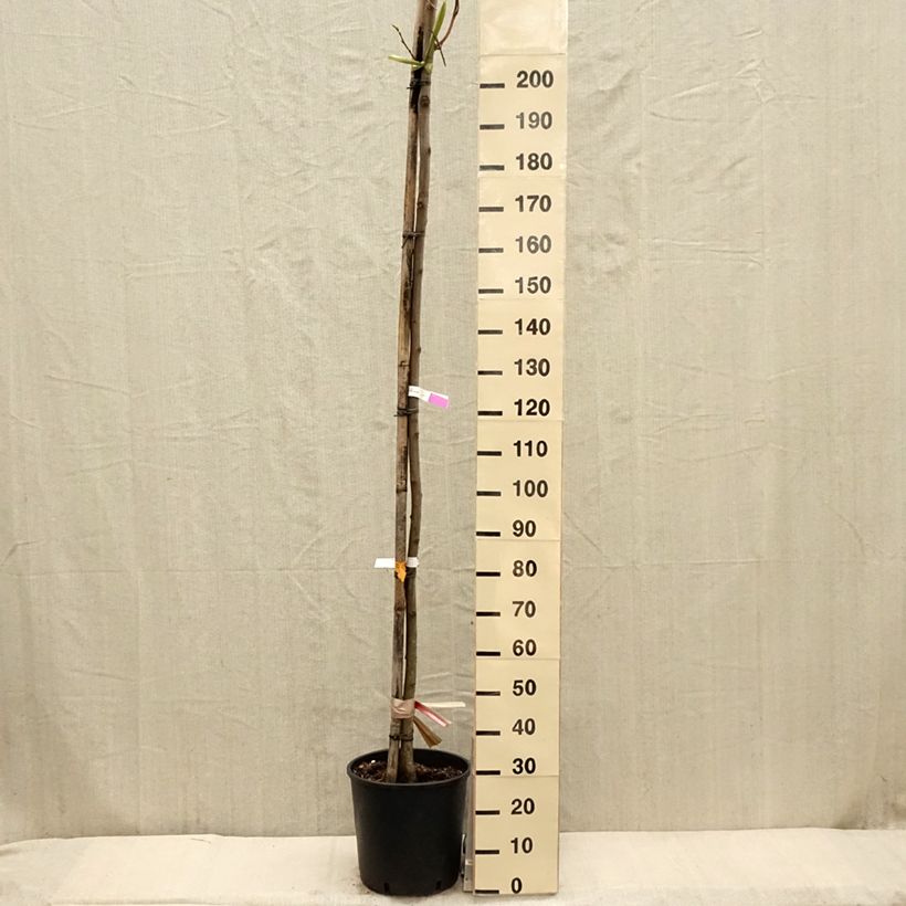 Robinia pseudoacacia Frisia - Robinia dorato Vaso da 18L/20L esemplare consegnato in primavera