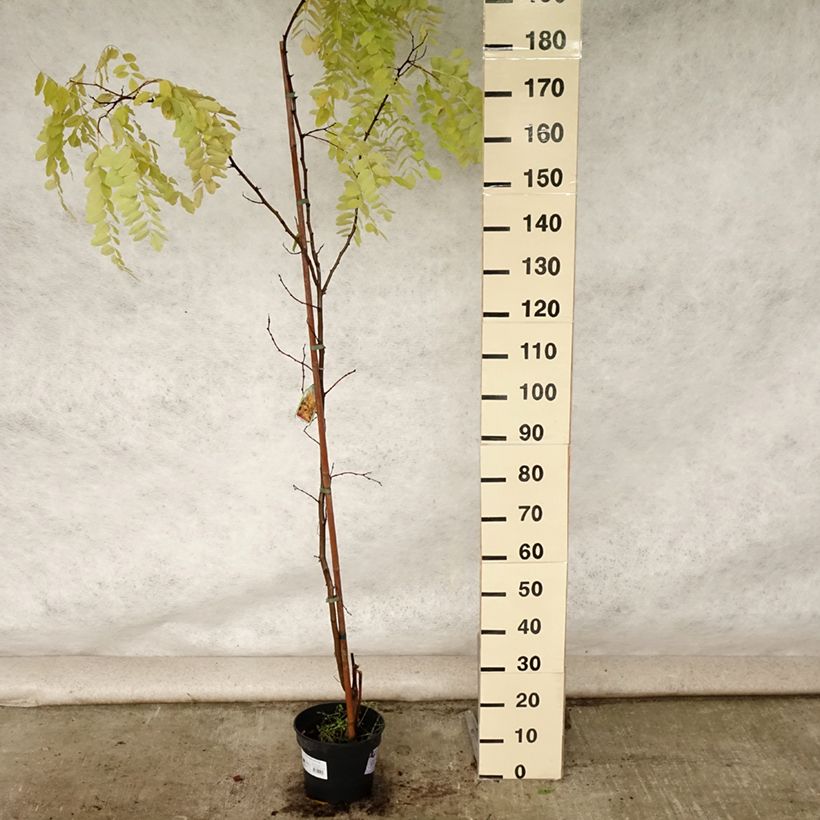Esemplare di Robinia pseudoacacia Frisia - Robinia dorato Vaso da 4L/5L consegnato in estate
