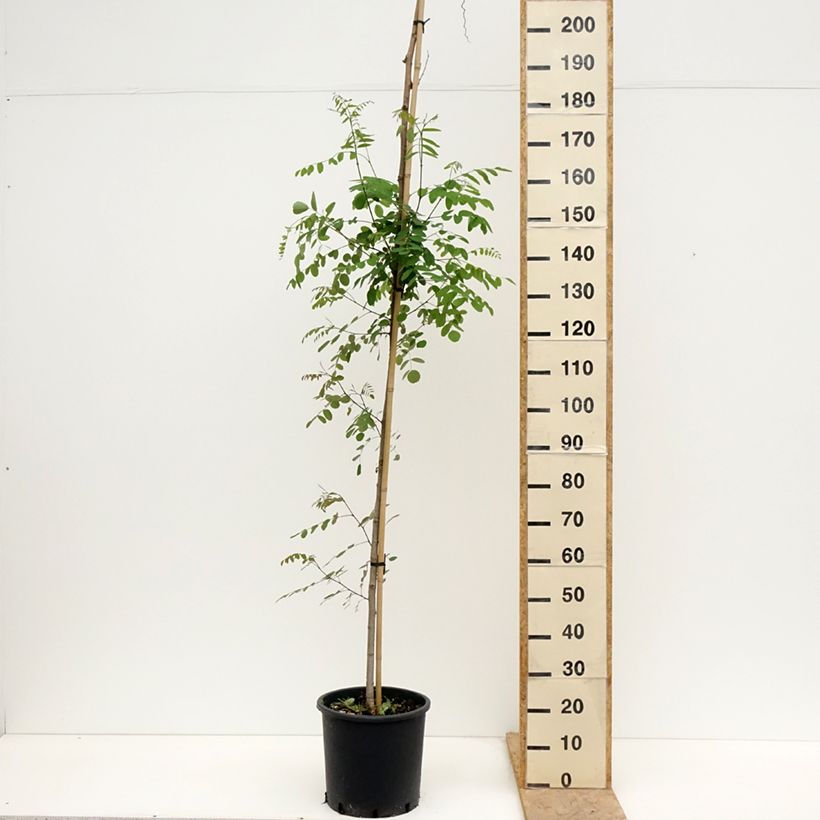 Robinia pseudoacacia Twisty Baby Lace Lady - Robinia Vaso da 12L/15L esemplare consegnato in primavera