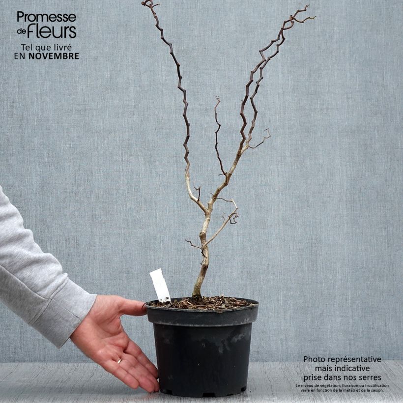 Esemplare di Robinia pseudoacacia Twisty Baby Lace Lady - Robinia Vaso da 3L/4L come consegnato in autunno