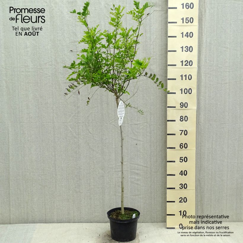 Esemplare di Robinia pseudoacacia Umbraculifera - Robinia Vaso da 4L/5L consegnato in estate