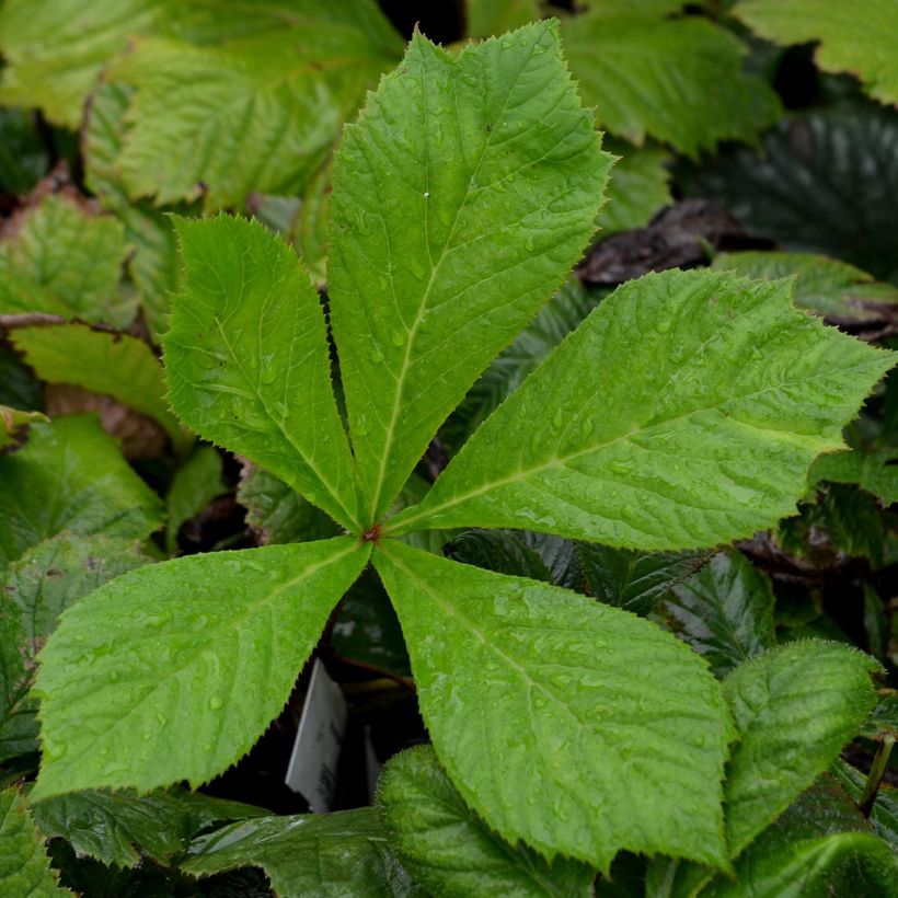 Rodgersia aesculifolia (Fogliame)