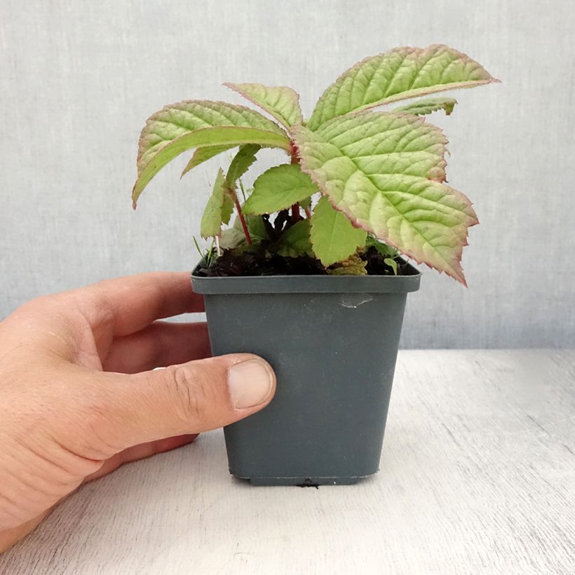 Esemplare di Rodgersia aesculifolia var. henrici Vasetto da 8/9 cm consegnato in estate