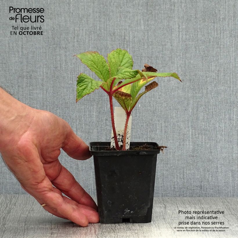 Esemplare di Rodgersia pinnata Bronze Peacock Vasetto da 8/9 cm come consegnato in autunno