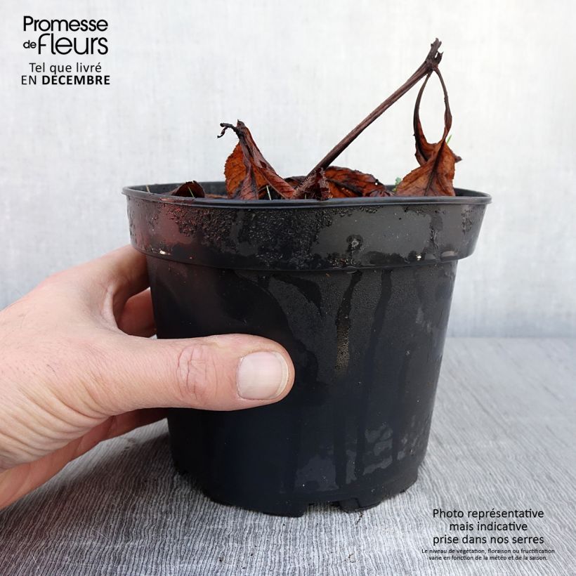 Esemplare di Rodgersia pinnata Bronze Peacock Vaso da 2L/3L come consegnato in autunno