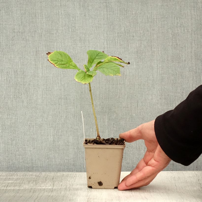 Esemplare di Rodgersia pinnata Elegans Vasetto da 8/9 cm come consegnato in autunno