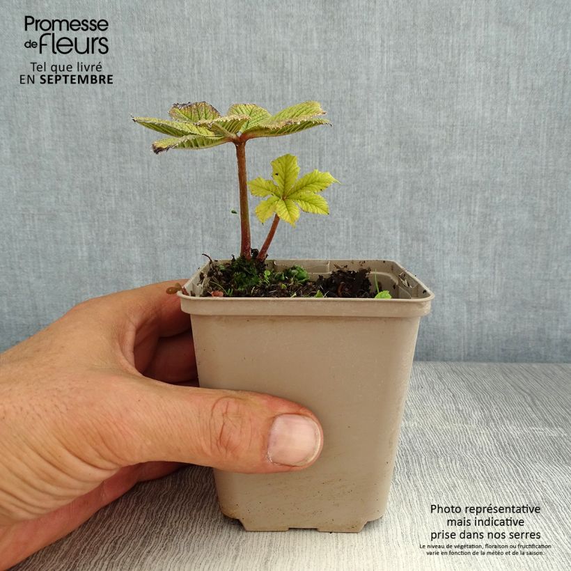 Esemplare di Rodgersia pinnata Hercules Vasetto da 8/9 cm consegnato in estate