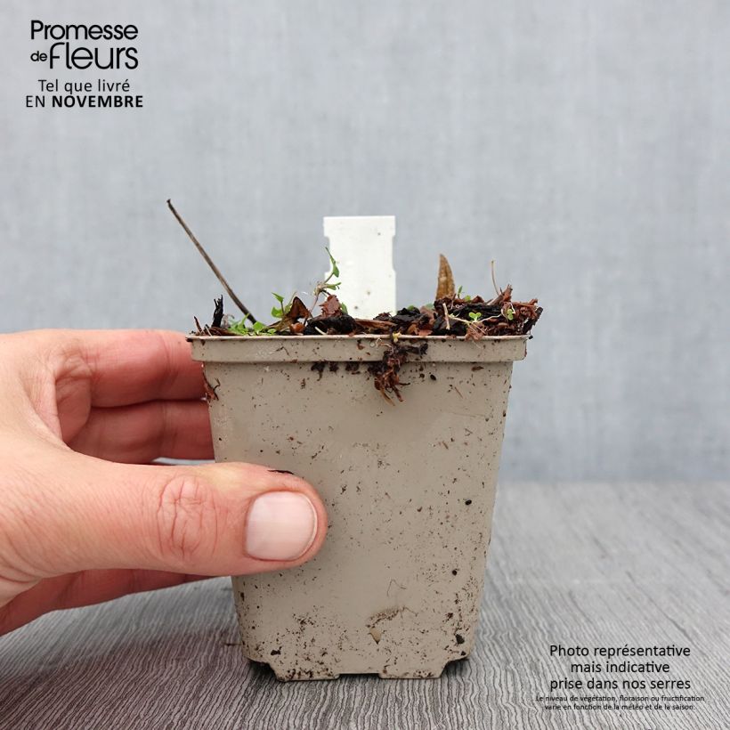 Esemplare di Rodgersia podophylla Vasetto da 8/9 cm come consegnato in autunno