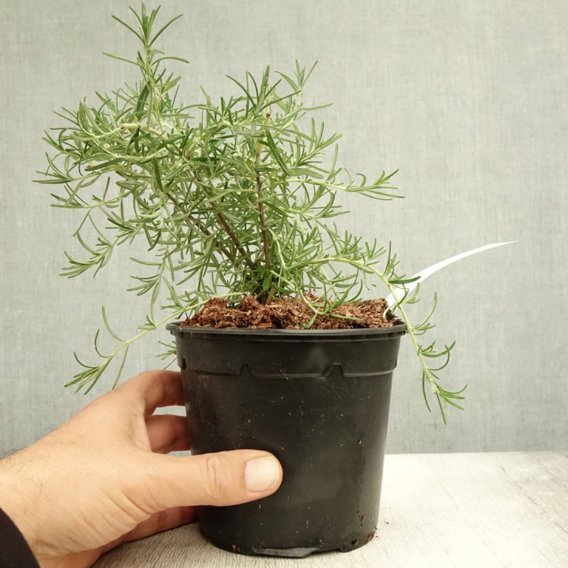 Esemplare di Rosmarinus officinalis Pointe du Raz - Rosmarino Vaso da 1,5L/2L come consegnato in autunno