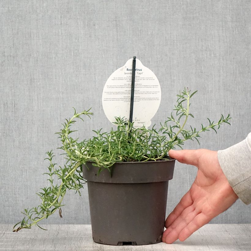 Esemplare di Salvia rosmarinus 'Capri' - Rosmarino Vaso da 2L/3L consegnato in estate