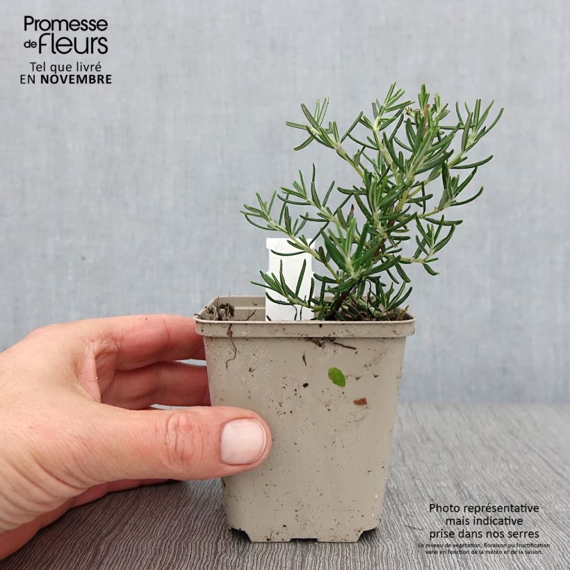 Esemplare di Rosmarinus officinalis Majorca Pink - Rosmarino Vasetto da 8/9 cm come consegnato in autunno