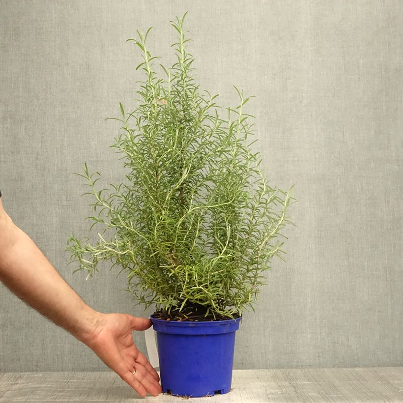 Esemplare di Rosmarinus officinalis Tuscan Blue - Rosmarino Vaso da 3L/4L consegnato in estate