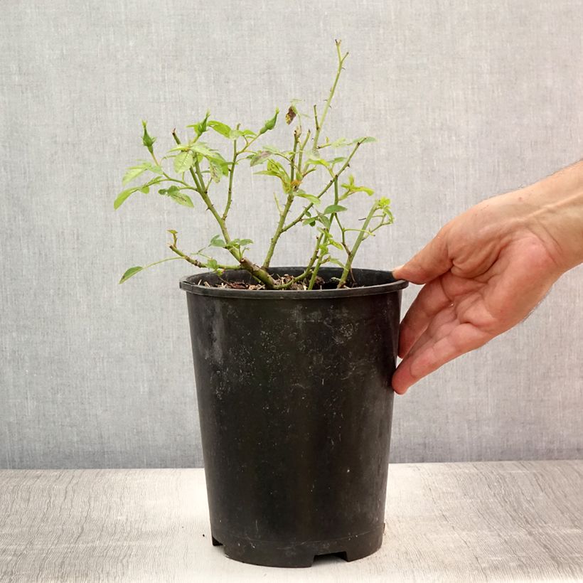 Esemplare di Rosa polyantha Golden Border Vaso da 3L/4L consegnato in estate