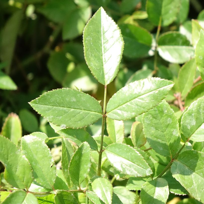 Rosa polyantha Louis Blériot (Fogliame)
