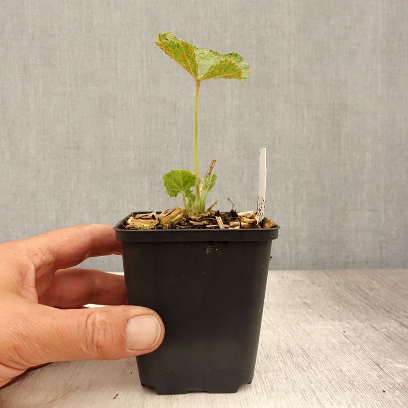 Esemplare di Alcea rosea Chater's Double pourpre - Malvarosa Vasetto da 8/9 cm consegnato in estate