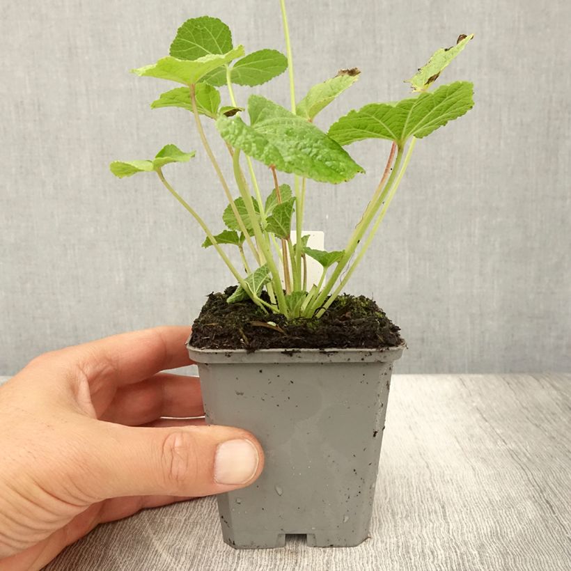 Esemplare di Alcea rosea Chater's Double Violet - Malvarosa Vasetto da 8/9 cm consegnato in estate