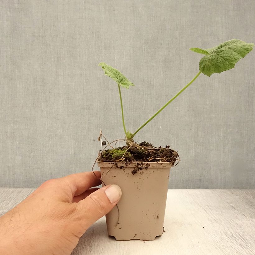 Esemplare di Alcea rosea Sunshine - Malvarosa Vasetto da 8/9 cm consegnato in estate