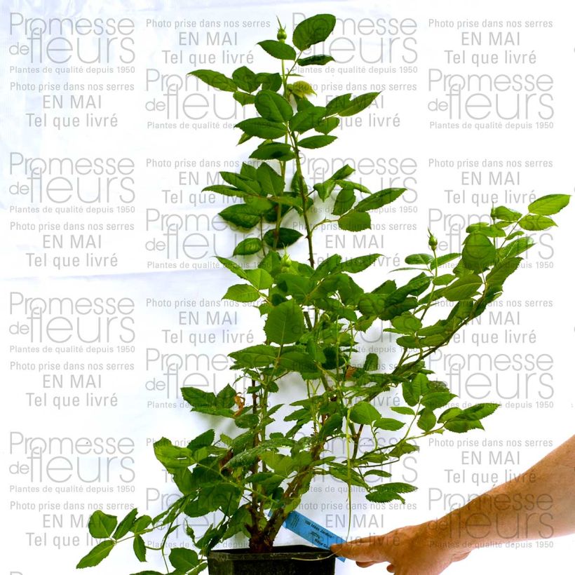 Esempio di esemplare Rosa Generosa 100 idees Jardin Vaso da 4L/5L come consegnato