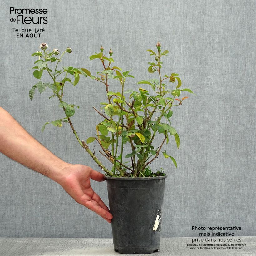 Esemplare di Rosa polyantha Abbatiale de Pontigny Ora 922 Vaso da 4L/5L consegnato in estate
