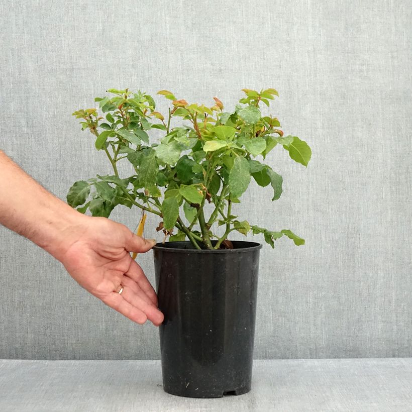Esemplare di Rosa polyantha Abracadabra Vaso da 3L/4L consegnato in estate