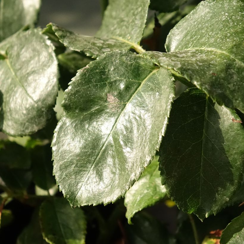 Rosa polyantha Abracadabra (Fogliame)