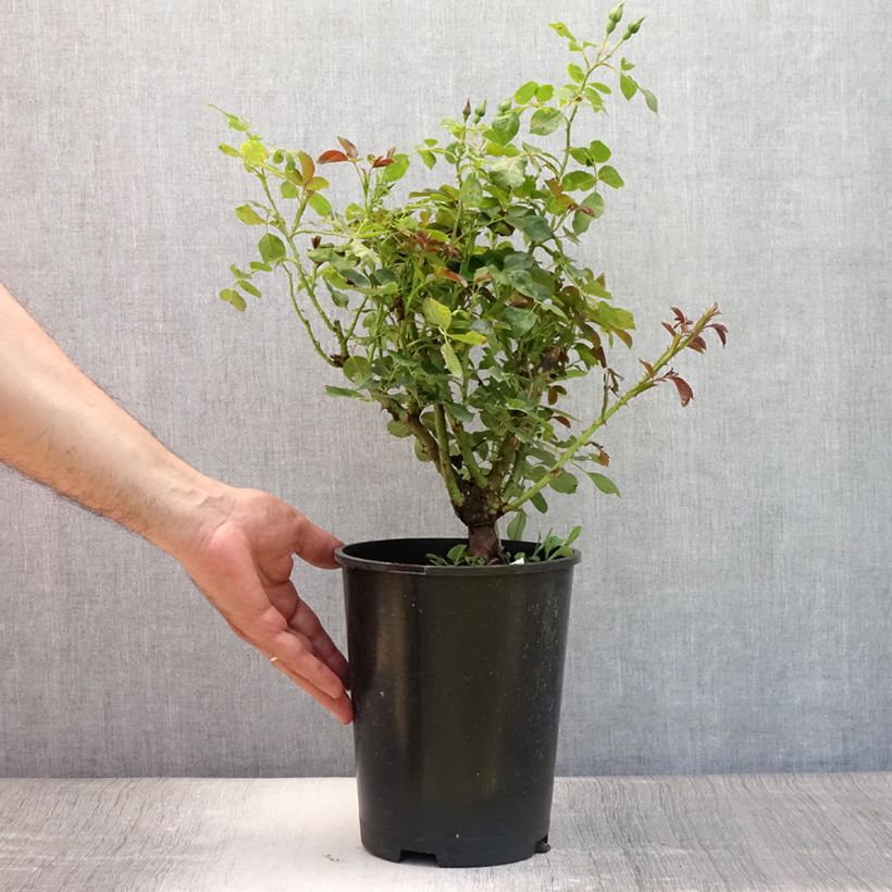 Esemplare di Rosa polyantha Alain Vaso da 2L/3L consegnato in estate