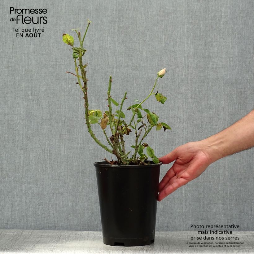 Esemplare di Rosa polyantha Aline Mayrisch Rose Vaso da 4L/5L consegnato in estate