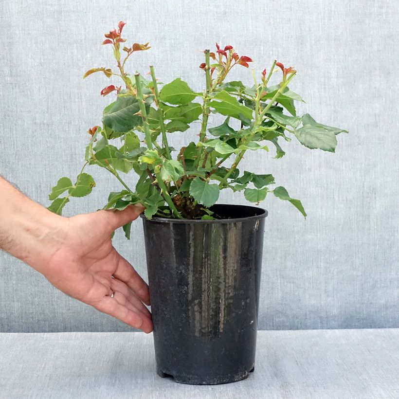 Esemplare di Rosa polyantha Amber Queen Vaso da 2L/3L consegnato in estate