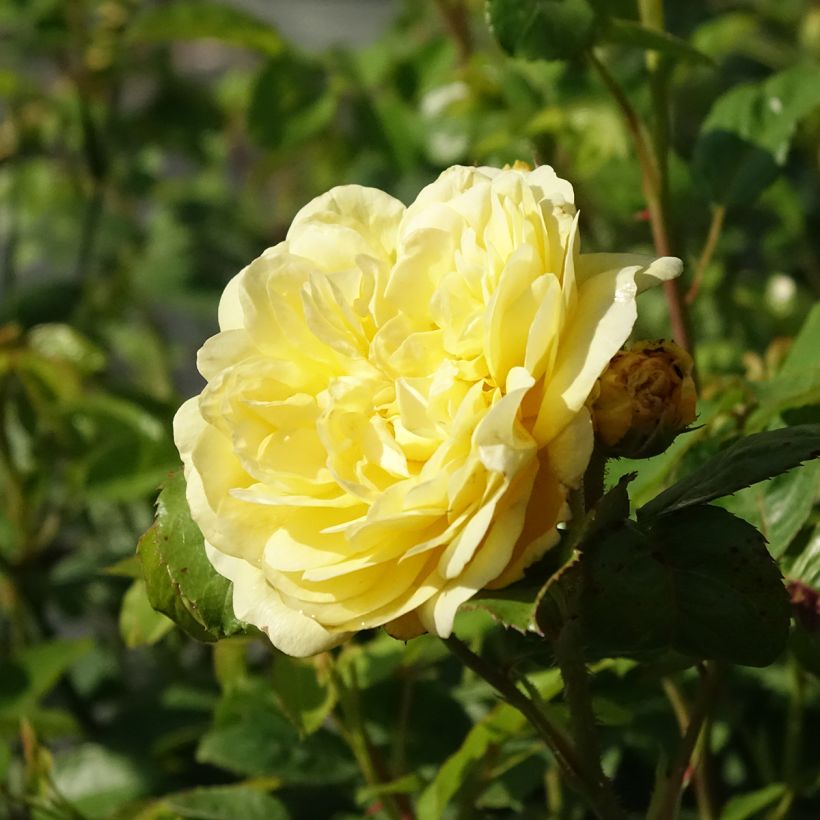 Rosa polyantha Anny Duperey (Fioritura)