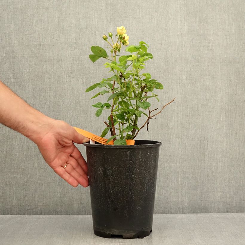 Esemplare di Rosa polyantha Anny Duperey Vaso da 4L/5L consegnato in estate