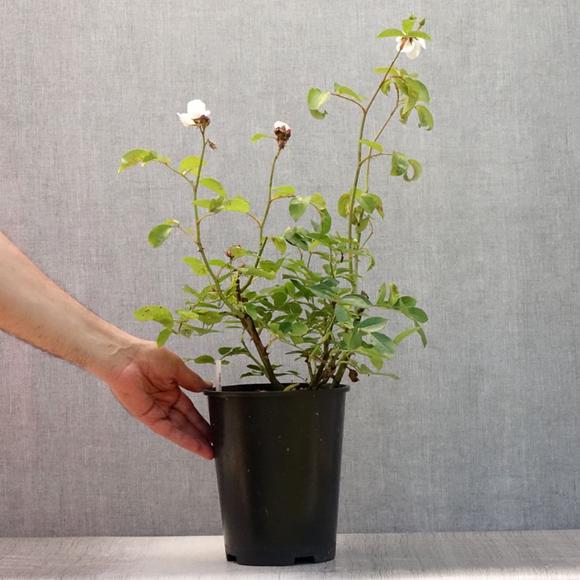 Esemplare di Rosa polyantha Astronomia Meillandécor Vaso da 4L/5L consegnato in estate