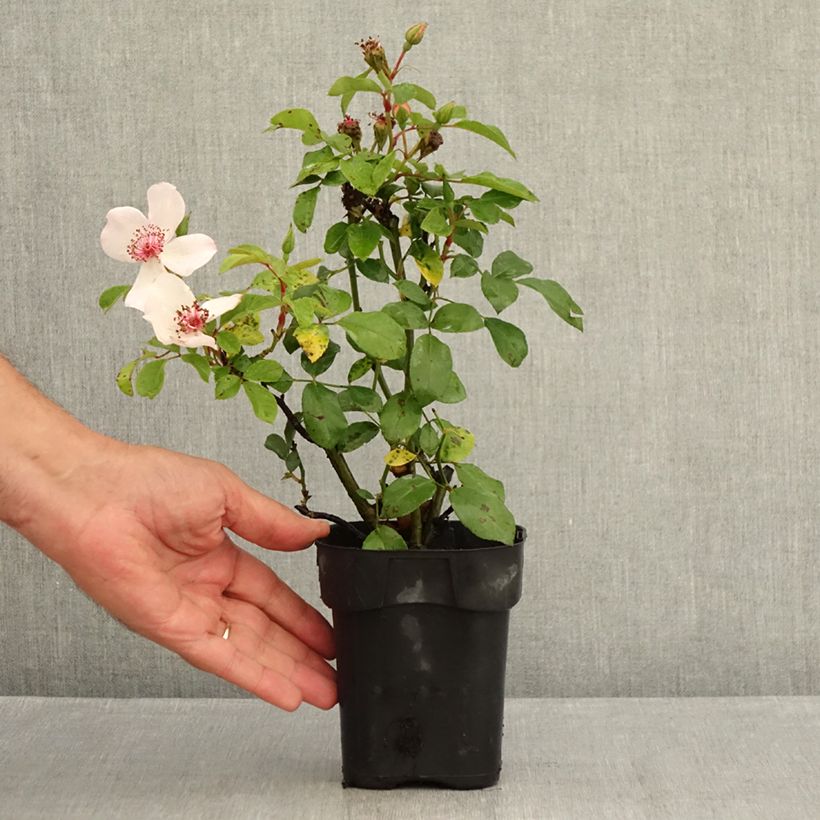 Esemplare di Rosa polyantha Astronomia Meillandécor Vaso da Ø 10 cm/11 cm consegnato in estate