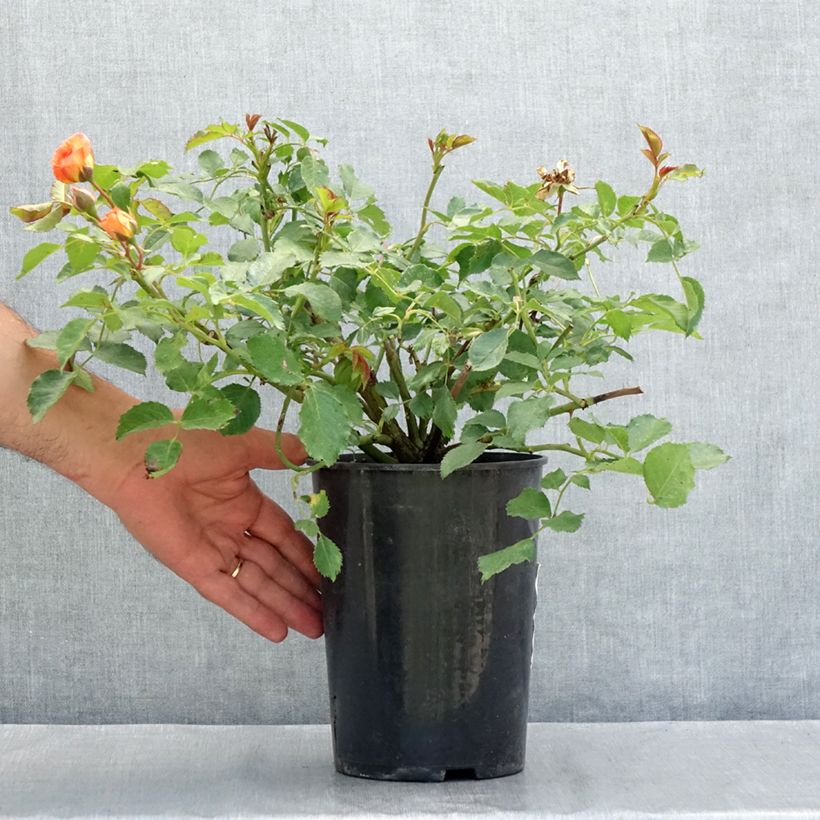 Esemplare di Rosa moderno Bentheimer Gold Vaso da 2L/3L consegnato in estate