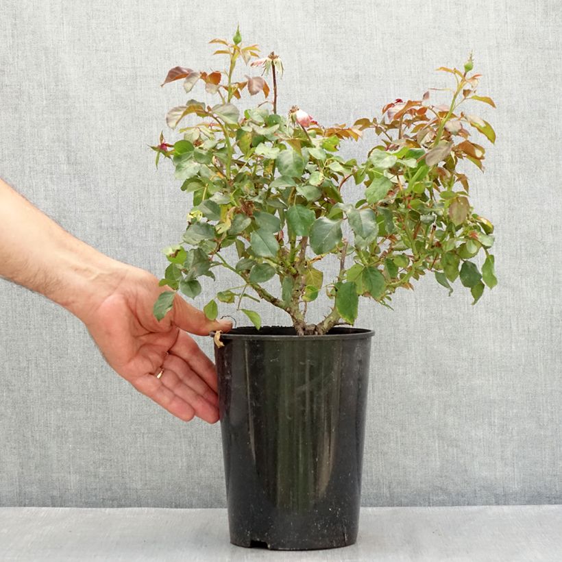 Esemplare di Rosa polyantha Berleburg Vaso da 3L/4L consegnato in estate