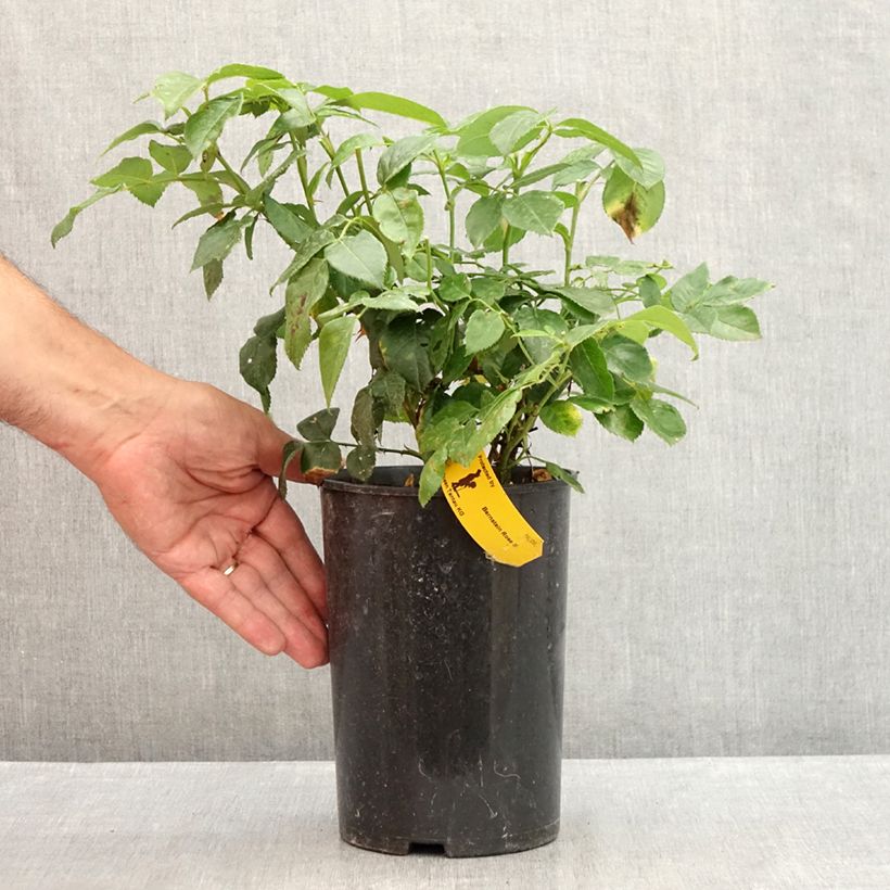 Esemplare di Rosa polyantha Bernstein Rose Taneitber Vaso da 2L/3L consegnato in estate