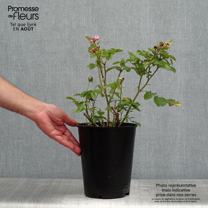 Esemplare di Rosa Floribunda Bluebell Vaso da 4L/5L consegnato in estate