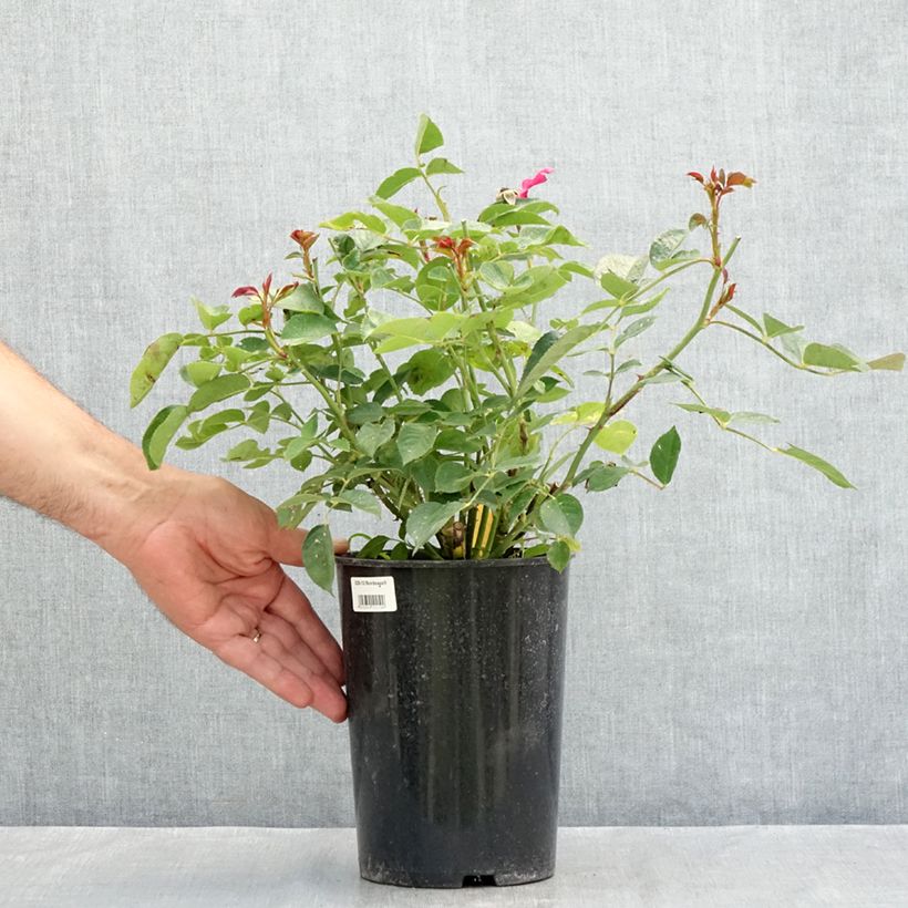 Esemplare di Rosa polyantha Bordeaux 'Korelamba' Vaso da 4L/5L consegnato in estate