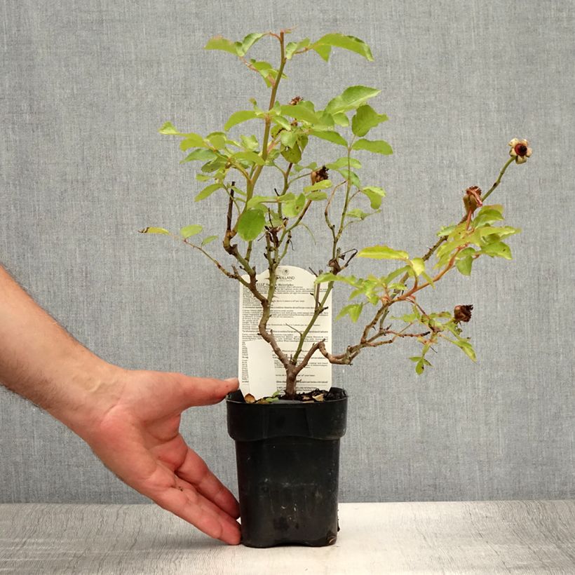 Esemplare di Rosa Floribunda Botticelli Vaso da Ø 10 cm/11 cm consegnato in estate
