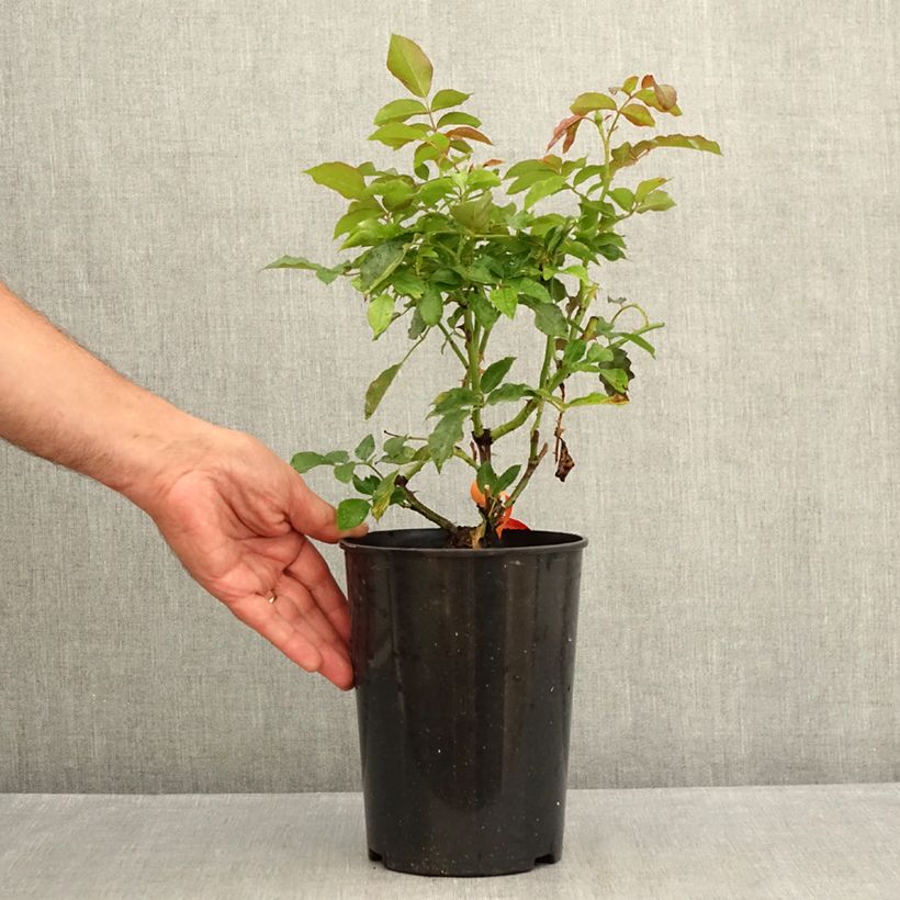 Esemplare di Rosa Floribunda Botticelli Vaso da 4L/5L consegnato in estate
