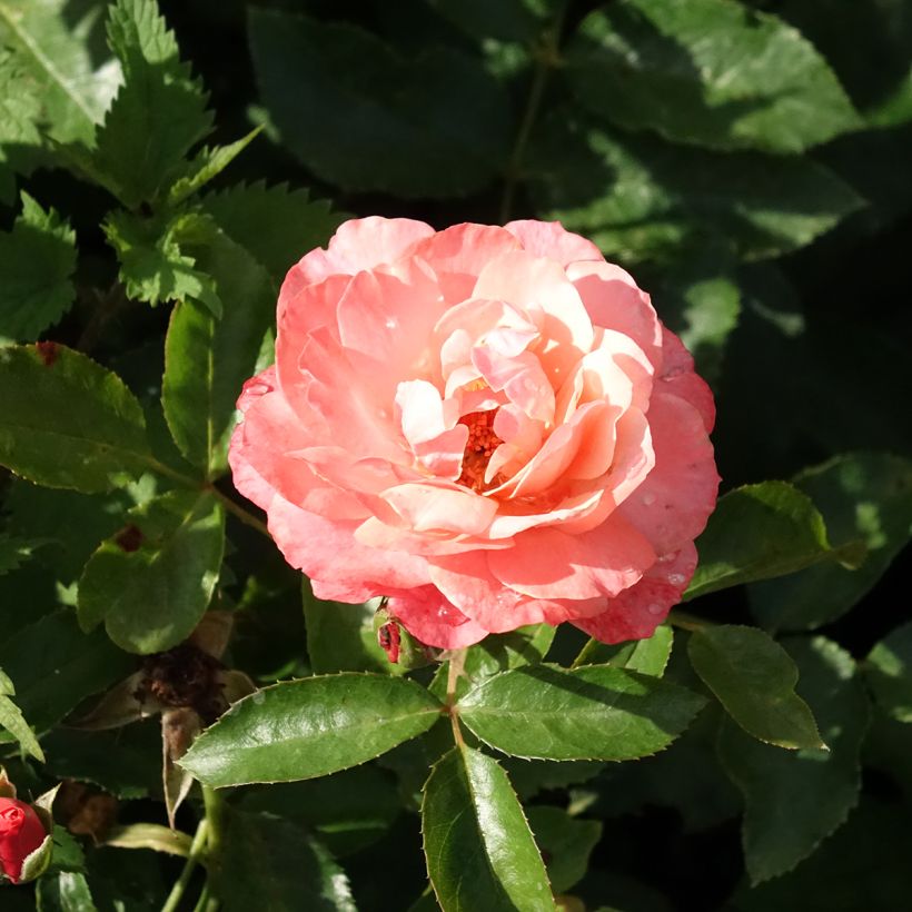 Rosa Floribunda Botticelli (Fioritura)