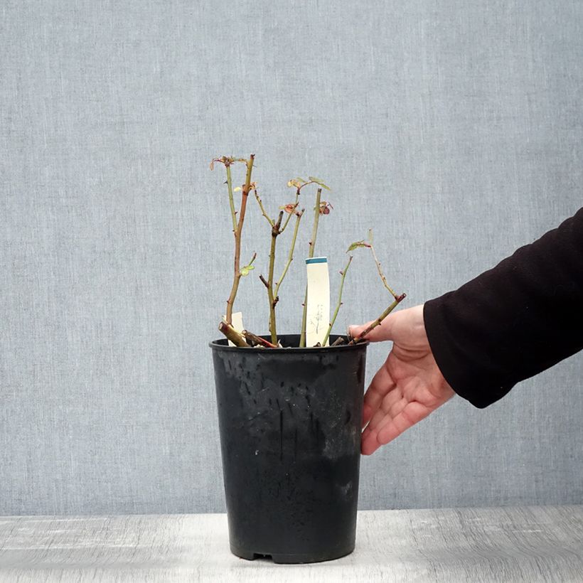 Esemplare di Rosa polyantha Caroline's Heart Vaso da 4L/5L come consegnato in autunno