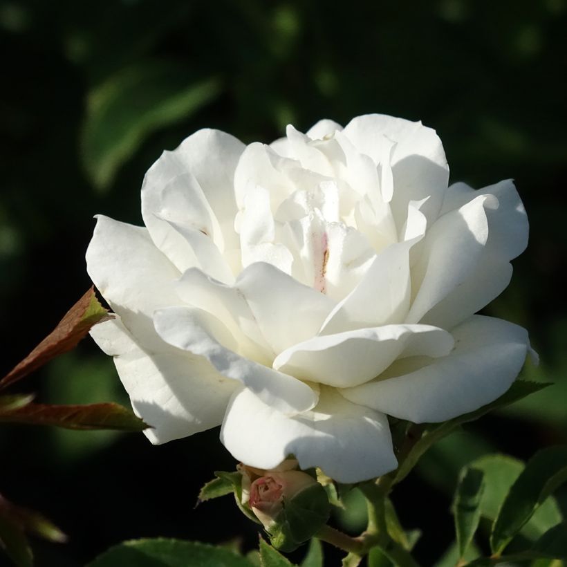 Rosa Floribunda Carte Blanche (Fioritura)