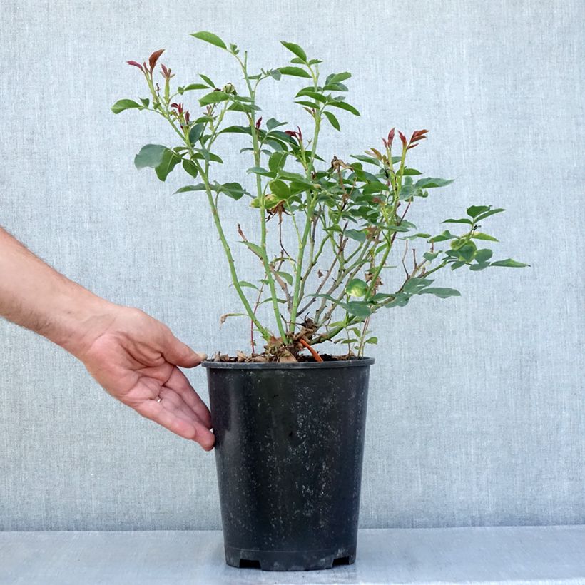 Esemplare di Rosier à fleurs groupées Carte Blanche Vaso da 4L/5L consegnato in estate