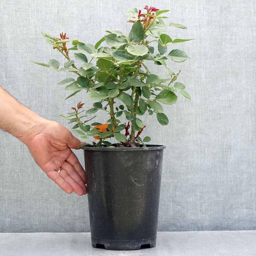 Esemplare di Rosier à fleurs groupées Charles Aznavour Vaso da 4L/5L consegnato in estate