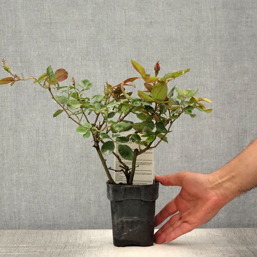 Esemplare di Rosa Floribunda Cherry Bonica Vaso da Ø 10 cm/11 cm consegnato in estate