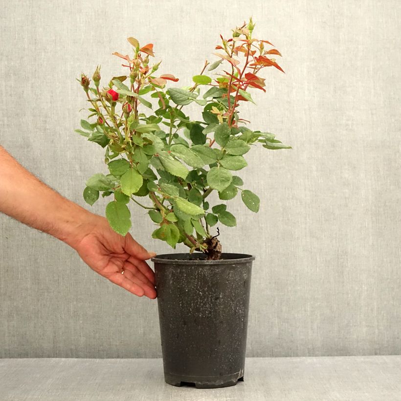 Esemplare di Rosa Floribunda Cherry Bonica Vaso da 4L/5L consegnato in estate